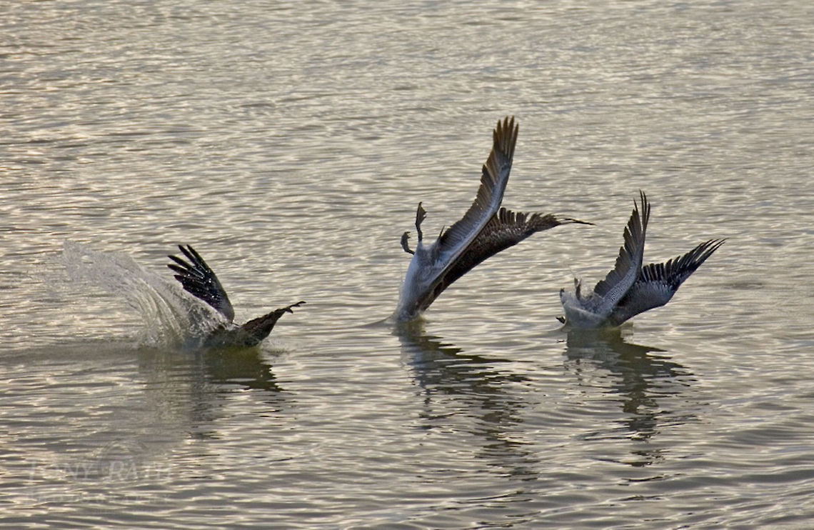 Brown Pelican Brown Pelicans Belize,Birds,Brown Pelicans,Pelecanus occidentalis,pelican