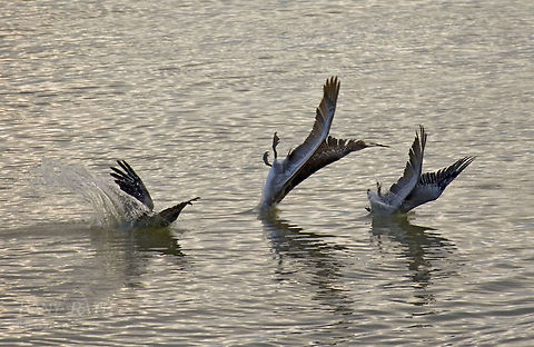 Brown Pelican Brown Pelicans Belize,Birds,Brown Pelicans,Pelecanus occidentalis,pelican