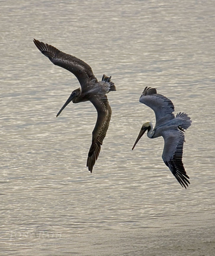 Brown Pelicans Brown Pelicans Belize,Birds,Brown Pelicans,Pelecanus occidentalis,pelican
