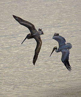 Brown Pelicans Brown Pelicans Belize,Birds,Brown Pelicans,Pelecanus occidentalis,pelican