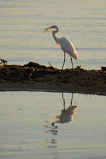 Great Egret Great Egret, Dangriga, Belize Ardea alba,Belize,Birds,egret,great egret