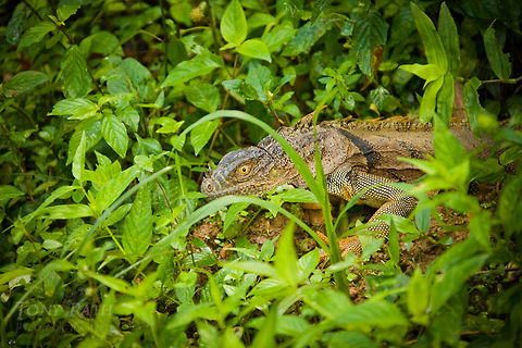 Iguana Iguana on the Wari Loop Trail, CBWS, Belize Bamboo chicken,CBWS,Cockscomb Basin Wildlife Sanctuary,Green Iguana,Green iguana,Iguana iguana,activities,camouflage,crawl,creeping,green,hike