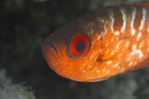Glasseye Snapper Glasseye Snapper - Heteropriacanthus cruentatus Fish,Glasseye Snapper,Heteropriacanthus cruentatus