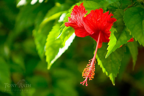 Hibiscus Hibiscus, Belize Belize,Flowers,Hibiscus,Hibiscus rosa-sinensis