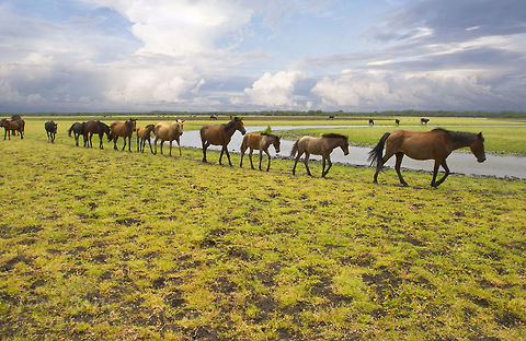 Wild horses Wild horses at Crooked Tree Wildlife Sanctuary. Belize,Crooked Tree,Domestic horse,Equus ferus caballus,Horse
