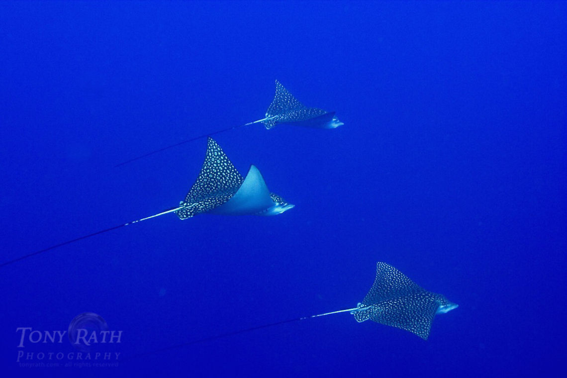 Spotted Eagle Rays Spotted Eagle Rays, South Water Caye, Belize Aetobatus narinari,Belize,Rays,South Water Caye,Spotted Eagle Rays,Spotted eagle ray,fish