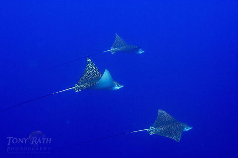 Spotted Eagle Rays Spotted Eagle Rays, South Water Caye, Belize Aetobatus narinari,Belize,Rays,South Water Caye,Spotted Eagle Rays,Spotted eagle ray,fish