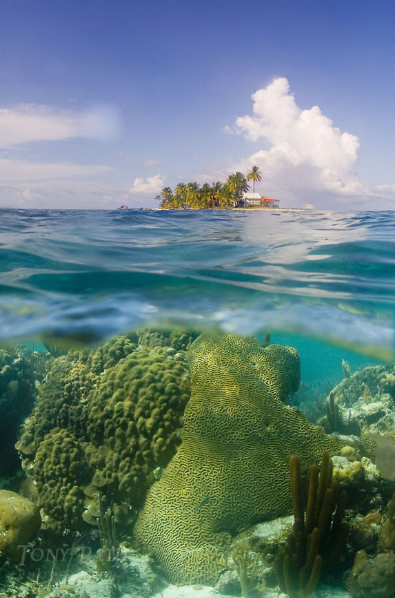 Coral reef Coral reef off Carrie Bow Caye, part of the South Water Caye Marine Reserve, Belize Belize,Landscapes,South Water Caye,South Water Caye Marine Reserve,coral reef
