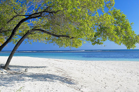 Tropical Island Habitat South Water Caye, part of the South Water Caye Marine Reserve, Belize Landscapes,South Water Caye,South Water Caye Marine Reserve,belize,island,tropical