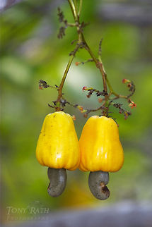 Cashew Fruit Cashew Fruit Anacardium occidentale,Cashew,Cashew Fruit,Flora,Fruit