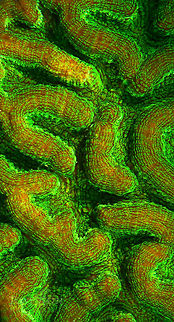 Brain Coral Brain coral Favia fragum,brain coral,coral