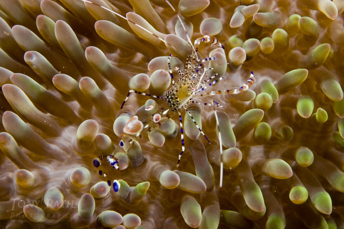 Spotted Cleaner Shrimp Spotted Cleaner Shrimp Cleaner Shrimp,Periclimenes yucatanicus,Spotted cleaner shrimp,shrimp