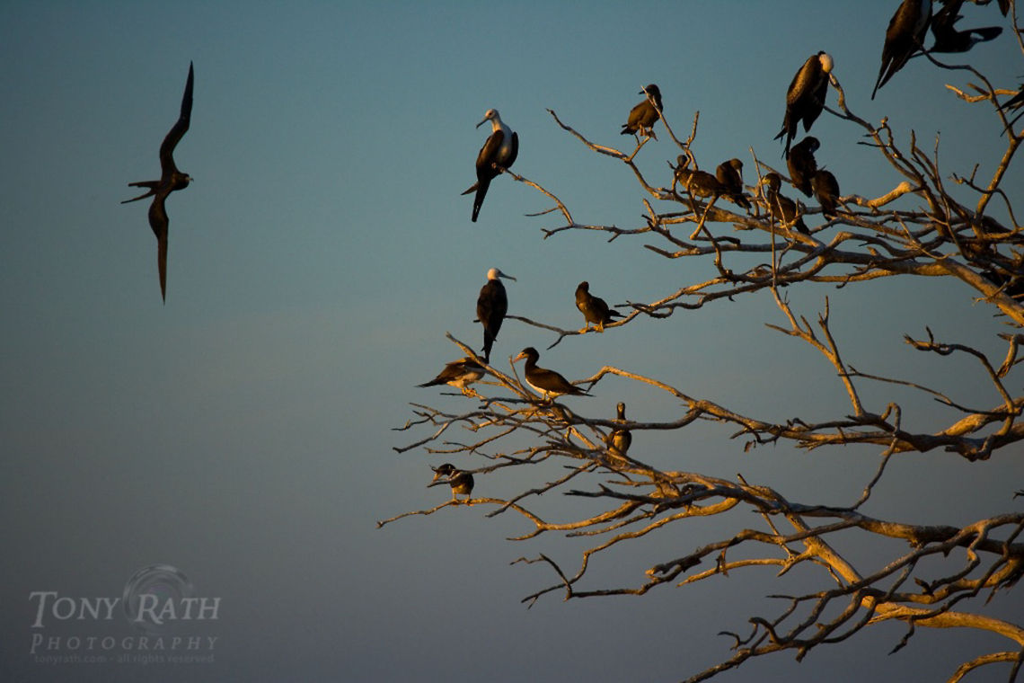 Frigate birds and boobies Frigate birds and boobies, Man-O-War Caye, Belize Belize,Fregata magnificens,Frigate Bird,Magnificent Frigatebird,birds,booby