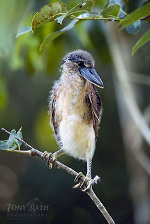 Boat-billed Heron Boat-billed Heron, Belize Belize,Birds,Boat-billed Heron,heron