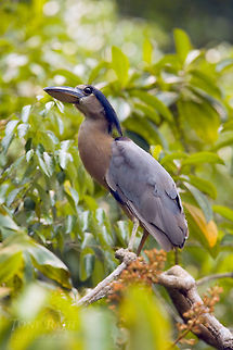Boat-billed Heron Boat-billed Heron, Belize Belize,Birds,Boat-billed Heron,heron