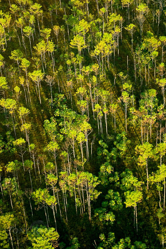 Pine Ridge Habitat The Pine Ridge Habitat in Belize Landscapes,Pine Ridge,belize