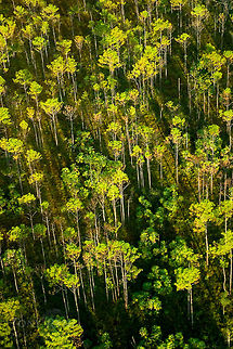 Pine Ridge Habitat The Pine Ridge Habitat in Belize Landscapes,Pine Ridge,belize