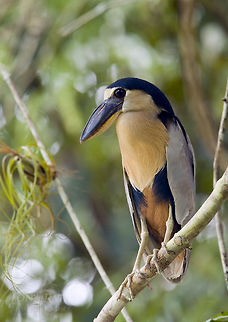 Boat-billed Heron Boat-billed Heron, Belize Belize,Birds,Boat-billed Heron,Cochlearius cochlearius,heron