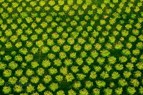 Citrus Groves Citrus Groves in Belize are a special habitat for a variety of wildlife.
 Belize,Citrus Grove,Landscapes