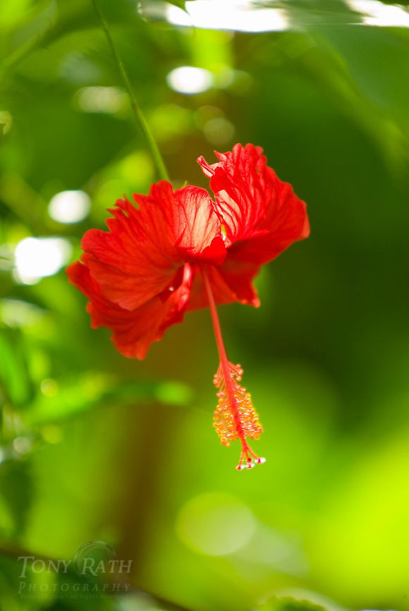 Hibiscus Hibiscus, Belize Hibiscus,Hibiscus rosa-sinensis,belize,flowers