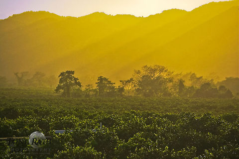 Citrus Grove Habitat, Belize Citrus Grove Habitat, Belize Citrus Grove,Landscapes,belize