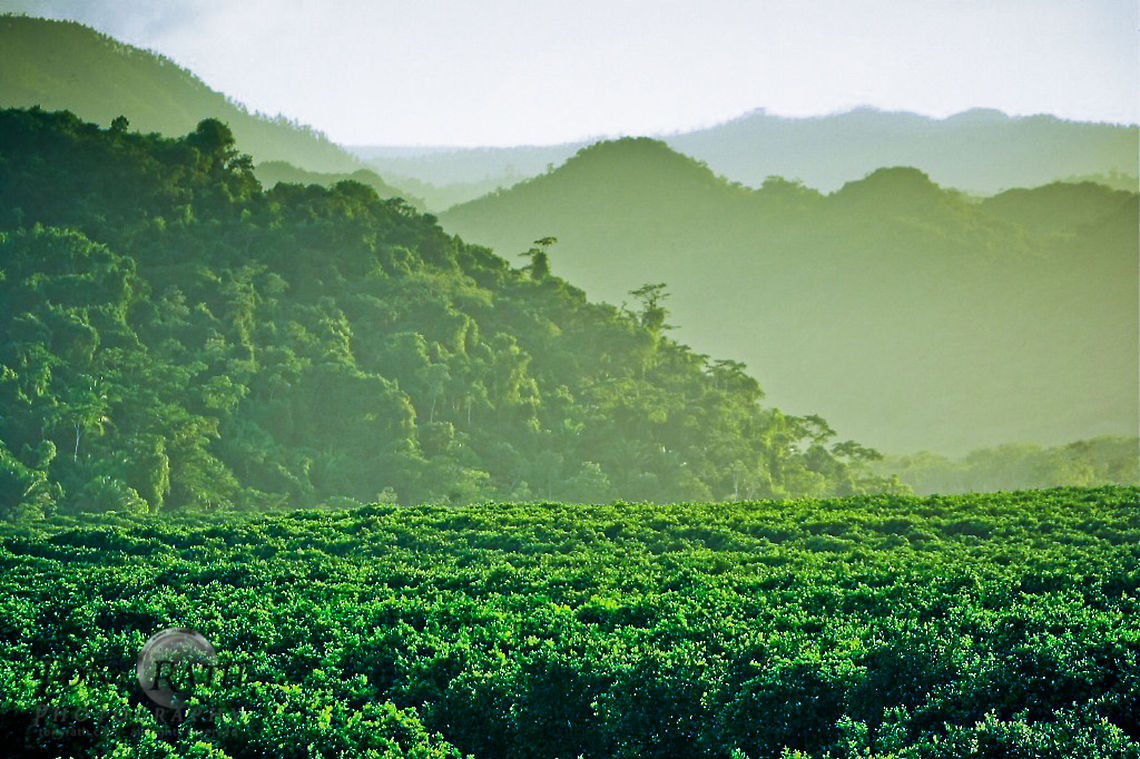 Citrus Grove Habitat, Belize Citrus Grove Habitat, Belize Belize,Citrus Grove,Landscapes