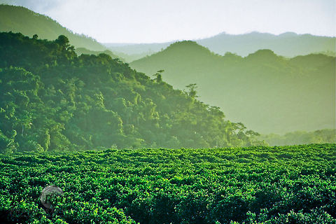 Citrus Grove Habitat, Belize Citrus Grove Habitat, Belize Belize,Citrus Grove,Landscapes