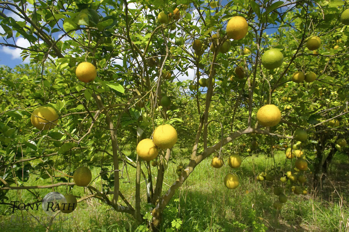 Citrus Grove Habitat, Belize Citrus Grove Habitat, Belize Belize,Citrus Grove,Landscapes