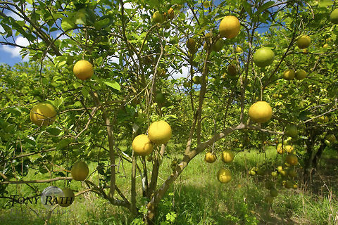 Citrus Grove Habitat, Belize Citrus Grove Habitat, Belize Belize,Citrus Grove,Landscapes