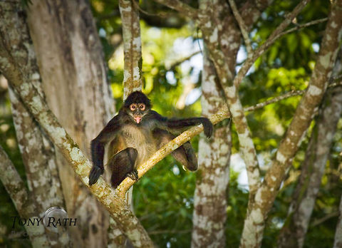 Spider Monkey, Chan Chich, Belize Spider Monkey, Chan Chich, Belize Ateles geoffroyi,Belize,Geoffroys spider monkey,Mammals,Monkeys,Spider Monkey
