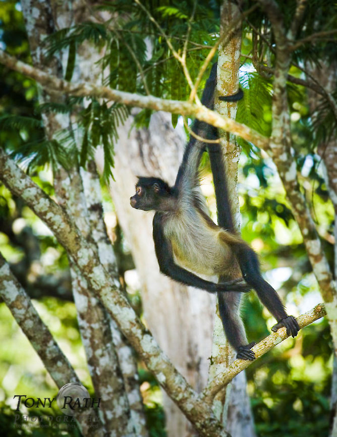 Spider Monkey, Chan Chich, Belize Spider Monkey, Chan Chich, Belize Ateles geoffroyi,Belize,Geoffroys spider monkey,Mammals,Monkeys,Spider Monkey