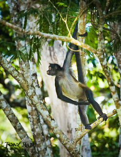 Spider Monkey, Chan Chich, Belize Spider Monkey, Chan Chich, Belize Ateles geoffroyi,Belize,Geoffroys spider monkey,Mammals,Monkeys,Spider Monkey