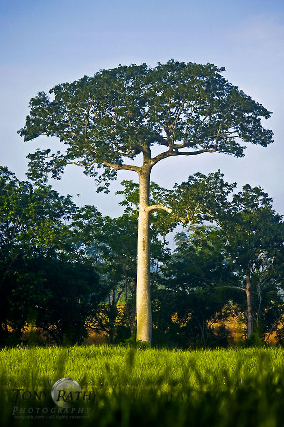 Ceiba Tree Ceiba Tree, sacred tree of the Mayas, Belize Belize,Ceiba Tree,Ceiba pentandra,Mayas,trees