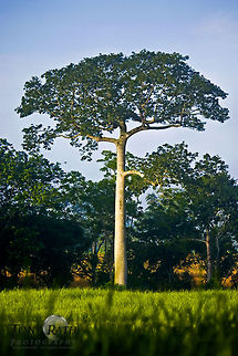 Ceiba Tree Ceiba Tree, sacred tree of the Mayas, Belize Belize,Ceiba Tree,Ceiba pentandra,Mayas,trees