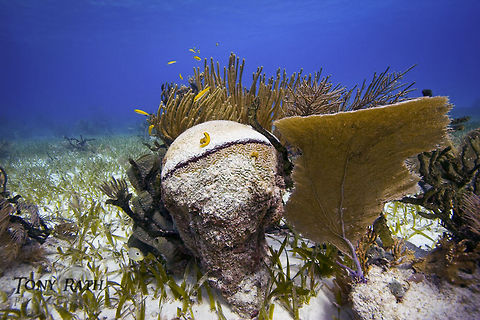 Black Band Disease Black Band Disease on brain coral, Belize Belize,Black Band Disease,Favia fragum,brain coral,coral reef
