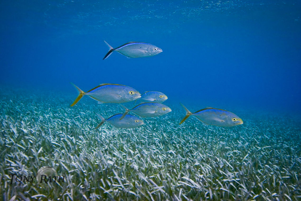 Jacks Crevalle School of Jack Crevalles Caranx hippos,Crevalle jack,Jack Crevalle,fish,school of fish
