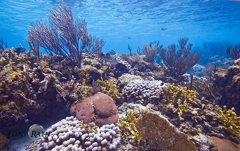 Coral Reef Coral Reef Habitat, Belize Belize,coral reef