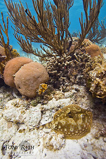 Southern Stingray Young Southern Stingray Dasyatis americana,Southern Stingray,Southern stingray,Stingray