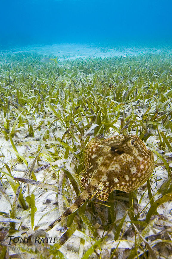 Southern Stingray Young Southern Stingray Dasyatis americana,Southern Stingray,Southern stingray,Stingray