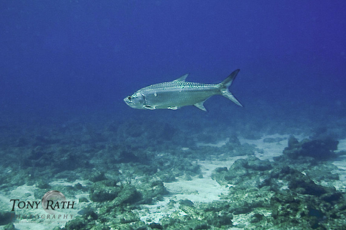 Tarpon Tarpon in Belize Atlantic tarpon,Belize,Fish,Indo-Pacific tarpon,Megalops atlanticus,Megalops cyprinoides,Tarpon