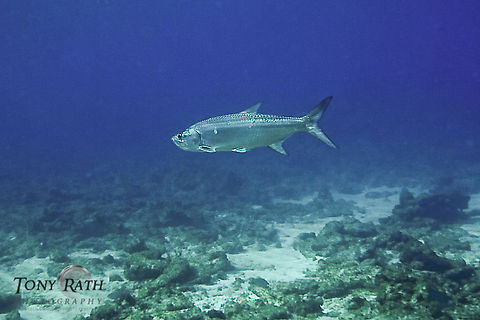 Tarpon Tarpon in Belize Atlantic tarpon,Belize,Fish,Indo-Pacific tarpon,Megalops atlanticus,Megalops cyprinoides,Tarpon