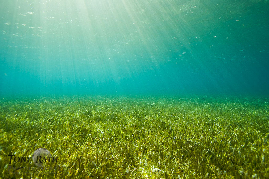 Sea Grass Habitat Seagrass Habitat in Belize. Belize,Sea Grass