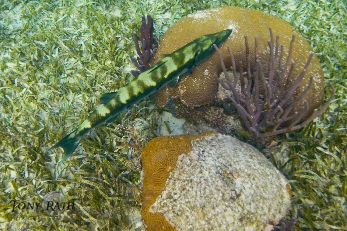 Barracuda Barracuda at coral reef Barracuda,Great barracuda,Sphyraena barracuda,coral reef,fish