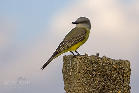 Tropical Kingbird Tropical Kingbird Birds,Tropical Kingbird,Tyrannus melancholicus