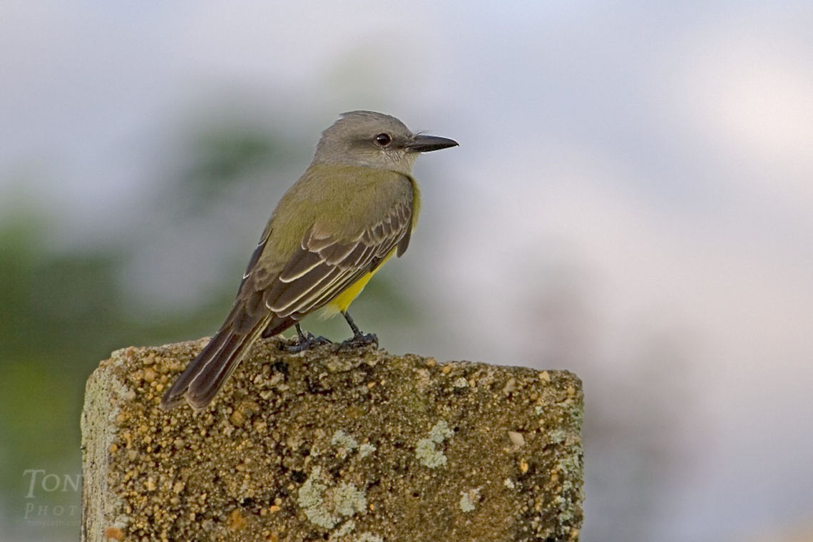 Tropical Kingbird Tropical Kingbird Birds,Tropical Kingbird,Tyrannus melancholicus