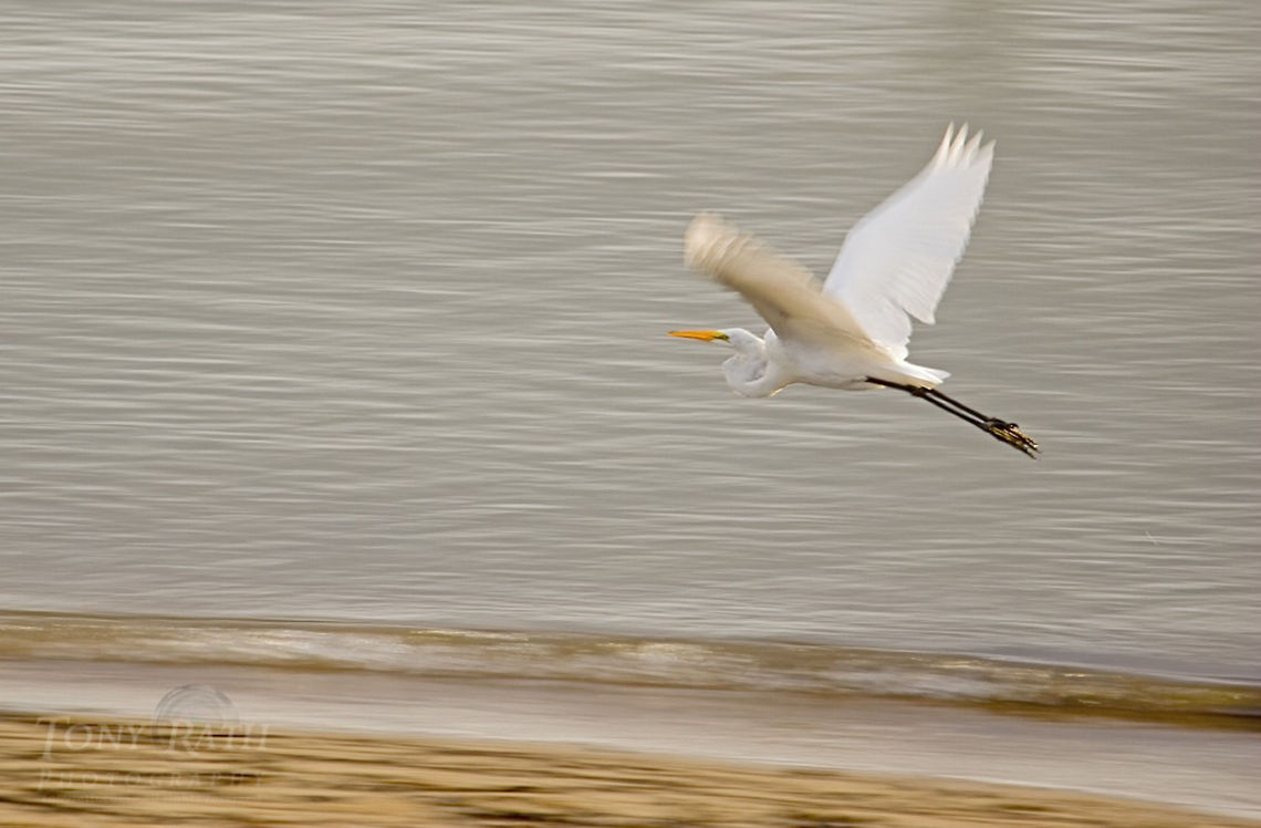 Great Egret Great Egret, Dangriga, Belize Ardea alba,Belize,Birds,Egret,great egret