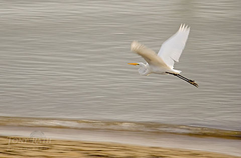 Great Egret Great Egret, Dangriga, Belize Ardea alba,Belize,Birds,Egret,great egret