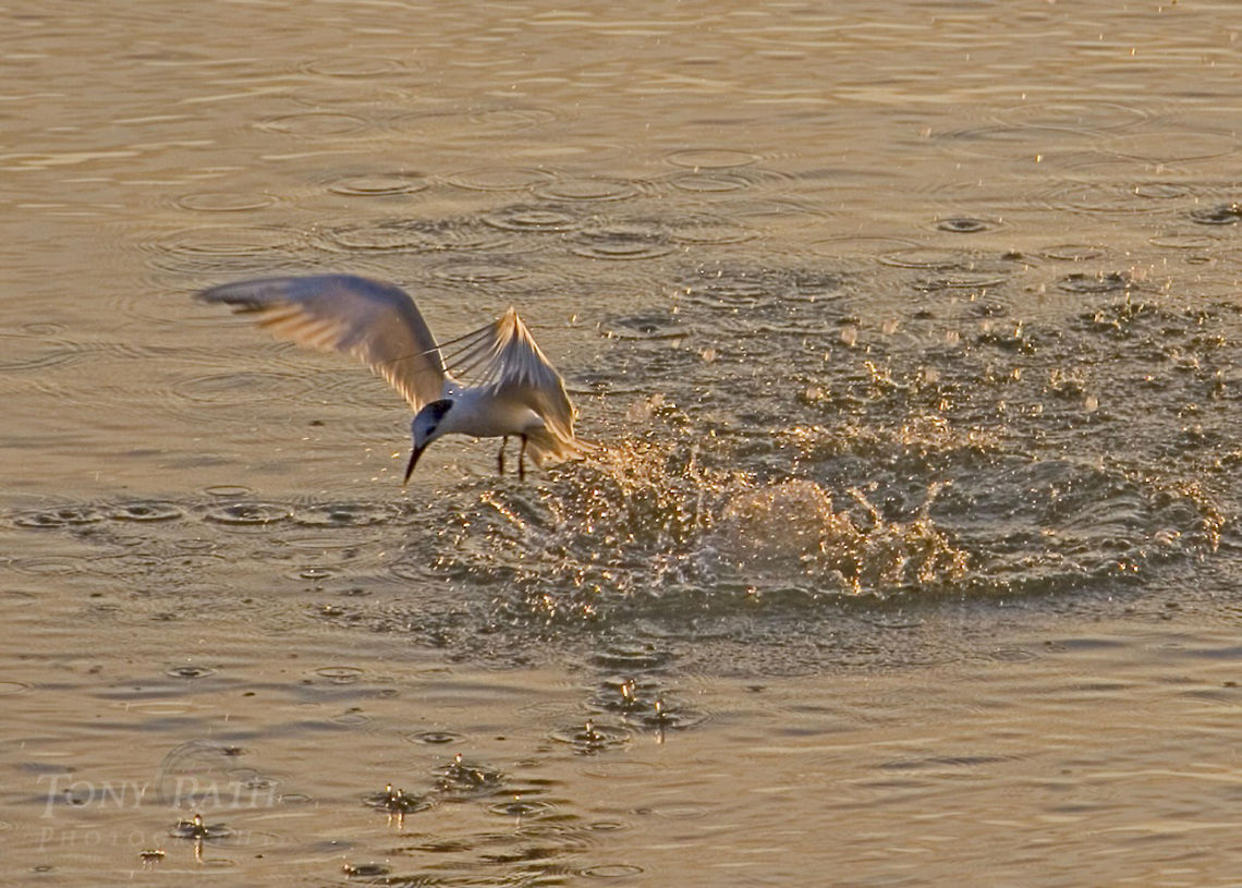 Tern Tern fishing, Dangriga, Belize Belize,Birds,Sandwich tern,Tern,Thalasseus sandvicensis