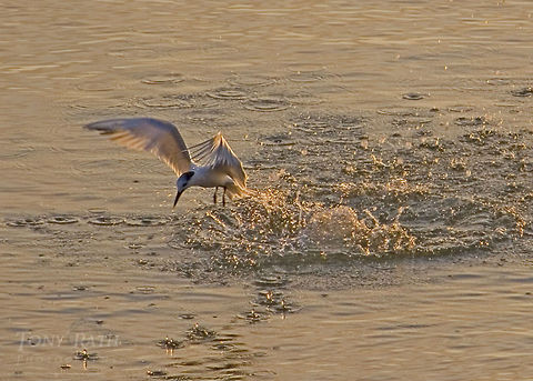 Tern Tern fishing, Dangriga, Belize Belize,Birds,Sandwich tern,Tern,Thalasseus sandvicensis