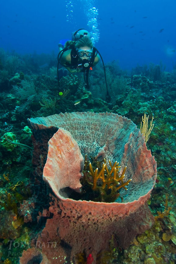 Giant Barrel Sponge Giant Barrel Sponge, South Water Caye Marine Reserve, Belize Belize,Giant Barrel Sponge,Giant barrel sponge,South Water Caye Marine Reserve,Sponge,Xestospongia muta